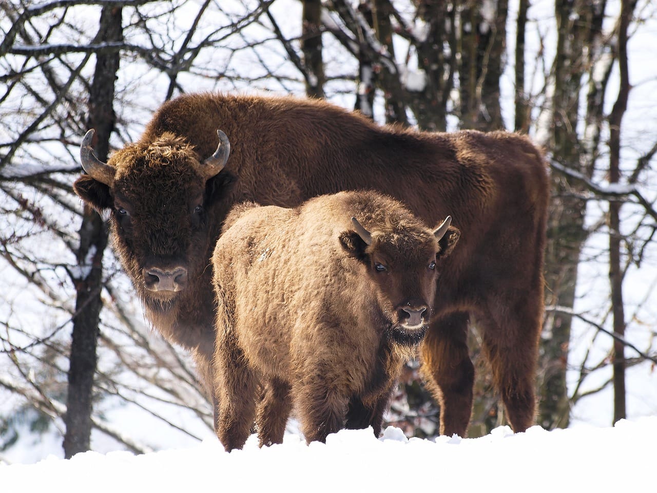 To kolejna taka sytuacja w ostatnich tygodniach. Fot. Pixabay