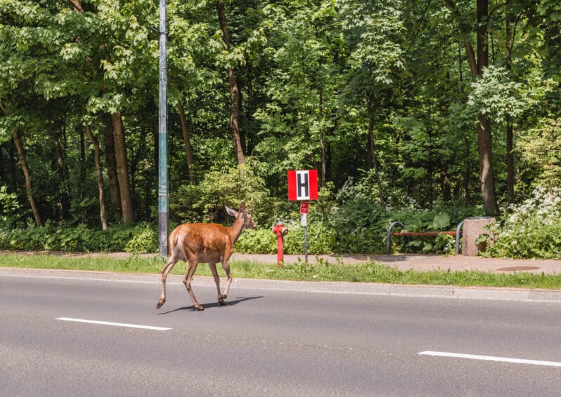 Zderzenie z dzikim zwierzęciem zwierzę na drodze
