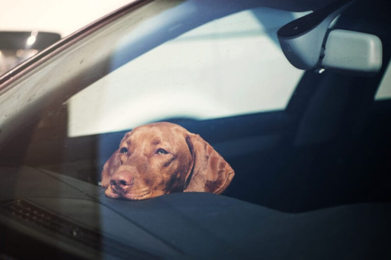pies auto upał