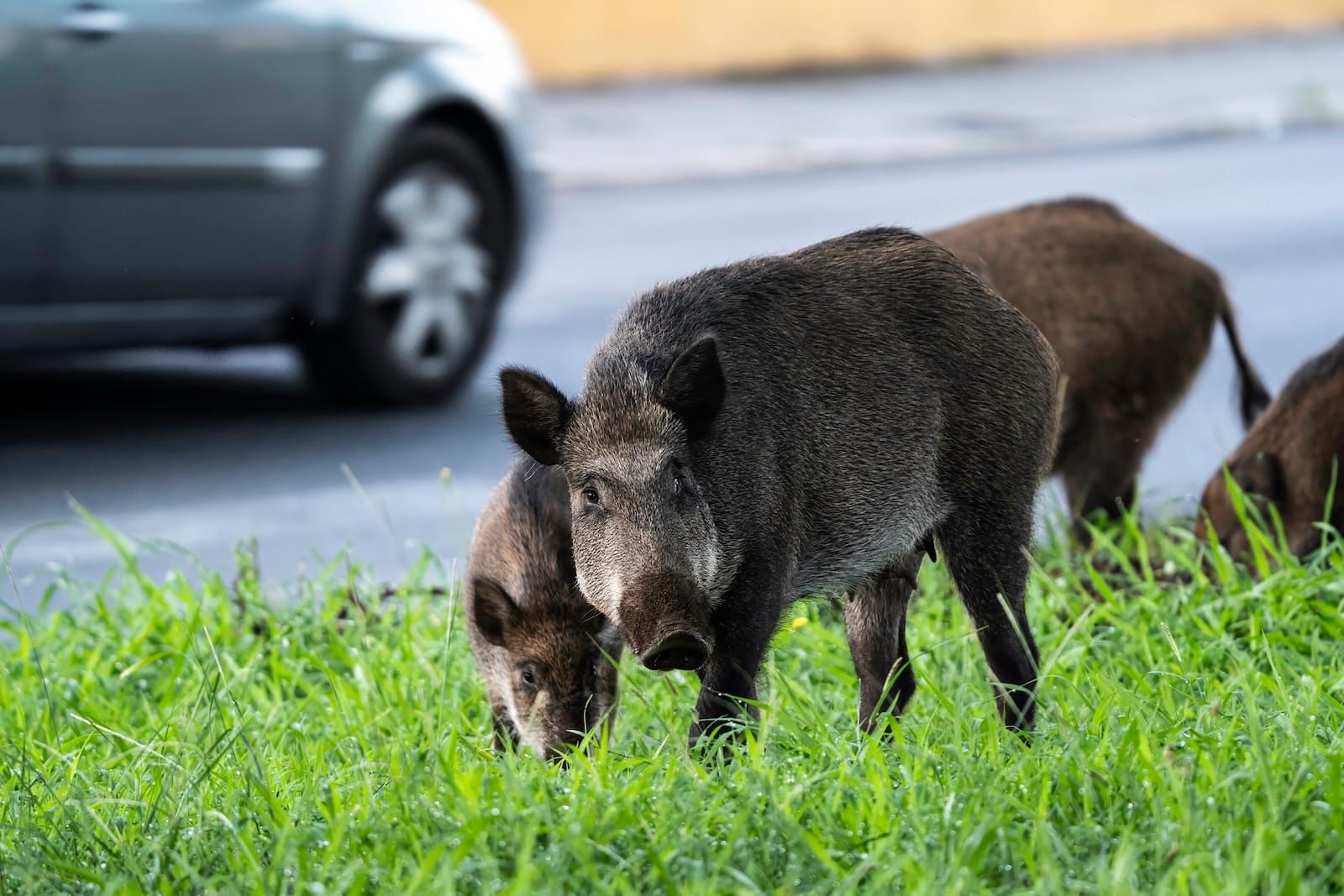 ulica dziki samochód