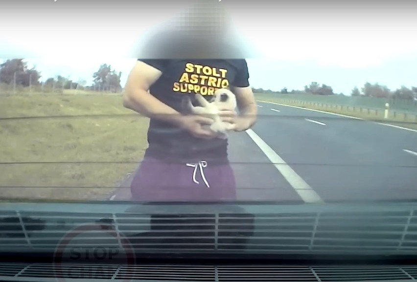 Uratował kotka na drodze S5 i został bohaterem. Fot. Stop Cham/YouTube
